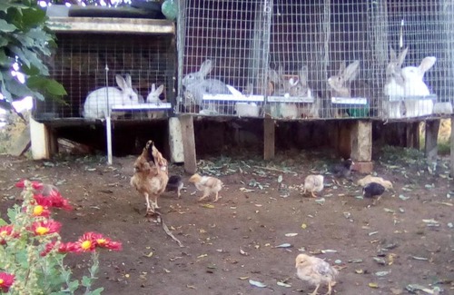 Sighnaghi House | Family Hotel In Nukriani , 2km from Sighnaghi