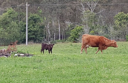 Kangaroo Valley Cabin | Farmstay, Cabins in Beautiful Kangaroo Valley