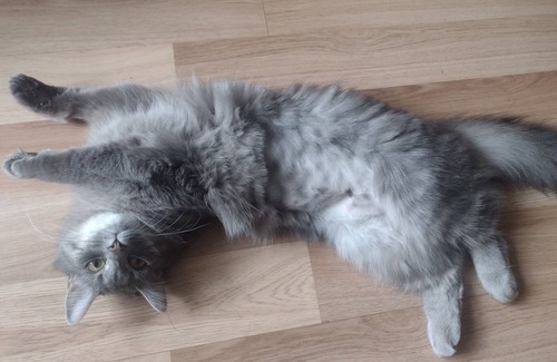 Dartmouth House | (Female Only) Private Bedroom