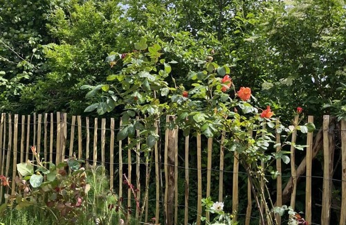 Kronsgaard House | Ferienwohnung Fuglesang in Kronsgaard mit Eingezäuntem Gartenbereich für Hunde!