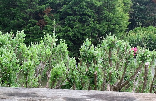 Russell Cottage | Fiddler's Green: a cozy place surrounded by nature