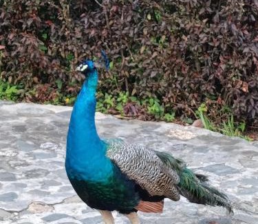 Yumbo House | Finca Las Gaviotas - Mulaló, Yumbo