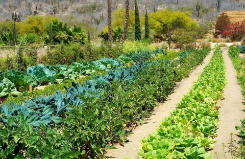 San Jose del Cabo Cottage | Flora Farms - gorgeous cottage