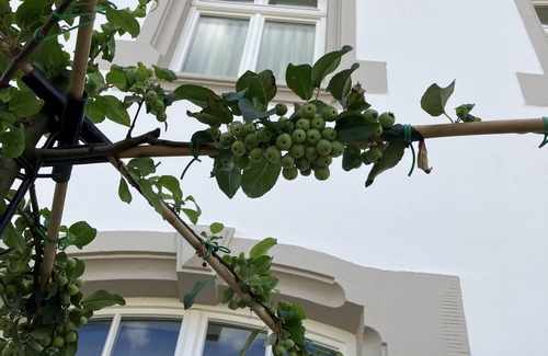 Kanzem Apartment | Gästehaus Cantzheim I Ferienwohung Fuchs - Cantzheim.dorf