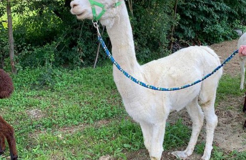 Fresing House | Gästehaus Ulbl