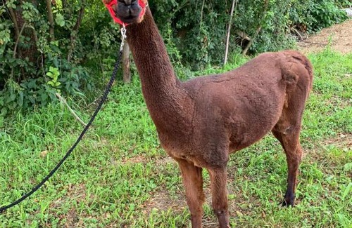 Fresing House | Gästehaus Ulbl