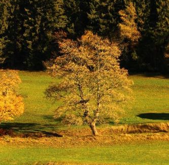 Schoenwald House | Gasthof Schwarzwaldtanne