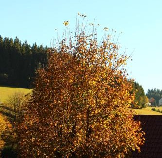 Schoenwald House | Gasthof Schwarzwaldtanne