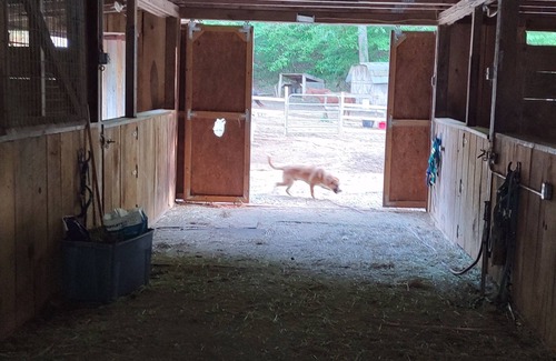 Franklin House | Glamping Room in Rustic Barn with horses!