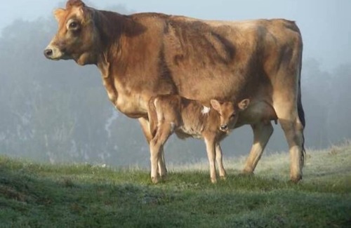 Culla Cottage | Glendara Cottage - located at Harrow