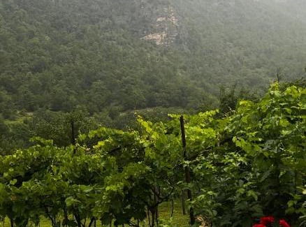 Tsageri House | Guest House Oasis - Tvishi