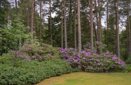 Aboyne House | Haven Retreat Scotland - Beautiful large house, idyllic woodland garden.