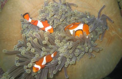 Hoga Island Resort | Hoga Island Dive Resort Wakatobi