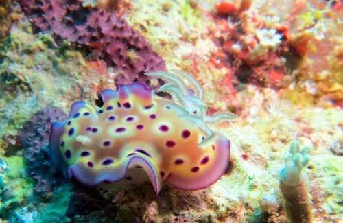 Hoga Island Resort | Hoga Island Dive Resort Wakatobi