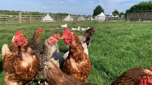 Lacey Green Other | Home Farm Radnage Glamping Bell Tent 3, with Log Burner and Fire Pit