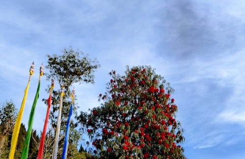 Kayiavir Plungdung Cottage | Homely and friendly Sherpa Community Homestay