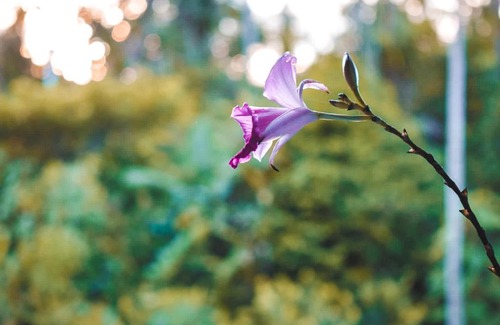 Uramba National Park House | Hostal Nuestro Sueño