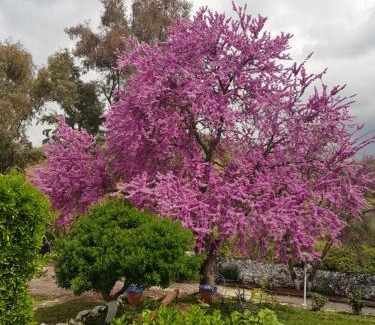 Constantina House | Hotel Casa Grande