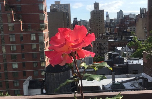 Kips Bay Condo | Huge One-Bedroom in Heart of Murray Hill with Roof Deck!