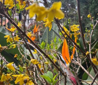 Pollena Trocchia Bed & Breakfast | Il Fico Storto