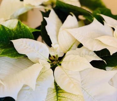 Queens Square Hotel | Inn on the Harbour