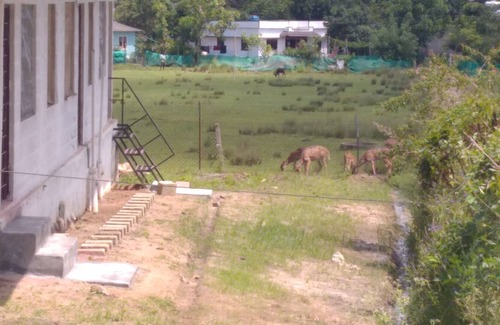 Naduvattam House | Jungle Guest House near Mudumalai Bandipur Masinagudi Ooty