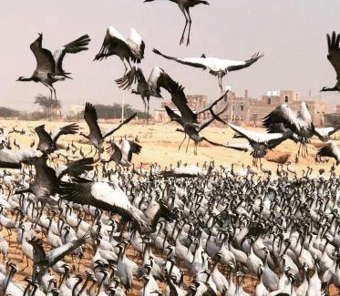 Shekhala Resort | Kaner Retreat - India's First Desert Botanical Resort