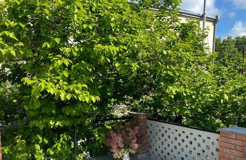 Mirzaani House | Kera