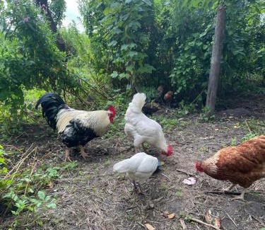 Finkhaushallig Apartment | Komodiges Ferienhaus Küstennah