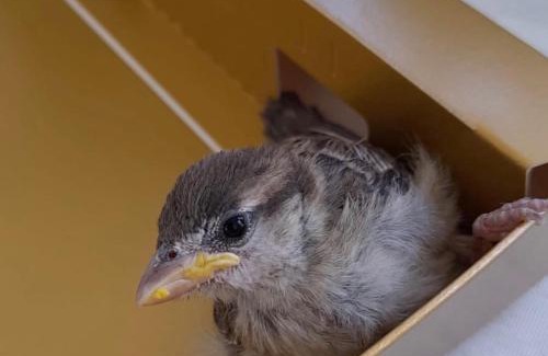 Pitelli Apartment | LA MARINERIA DI LINORIS