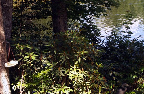 Lake Toxaway House | Lakefront,perfect for nature lovers and gardeners ,outdoor enthusiast & downtime