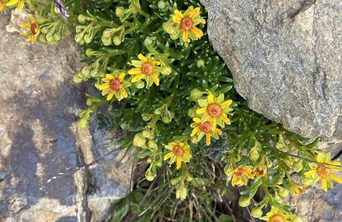 Wiler Ski Chalet | Large exclusive 6 room chalet(160m2) 10p on 2000m Lauchernalp /Lotschental.