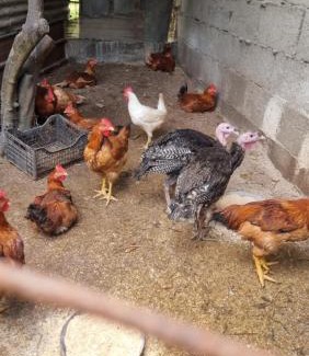 Mount Vesuvius - Pompei Bed & Breakfast | Le colonne di cesare