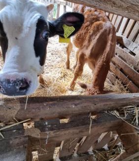 Mount Vesuvius - Pompei Bed & Breakfast | Le colonne di cesare