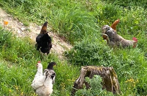 Lablachere House | Le gite du moulin