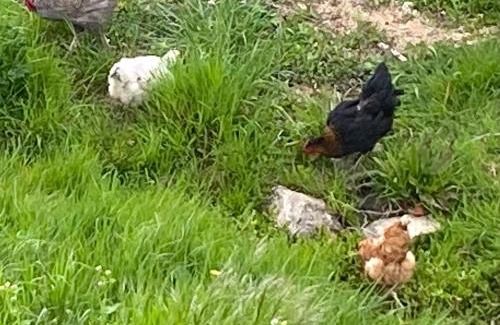 Lablachere House | Le gite du moulin