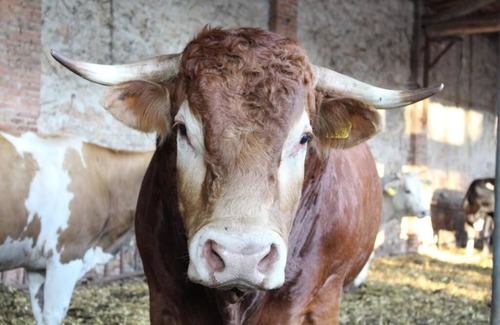 Vicopelago Apartment | LEDA - Apt with 2 Bedrooms and Garden View