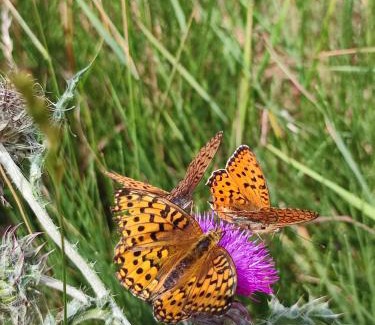 Gresse-en-Vercors Apartment | Les Cimes - La Canopée