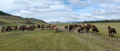 Sergelen Other | Live like a Mongolian Nomad