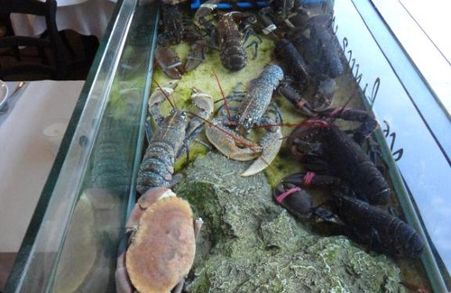 Roscoff Hotel | Logis Hôtel Les Chardons Bleus RESTAURANT LE BISTROT DE LA MER