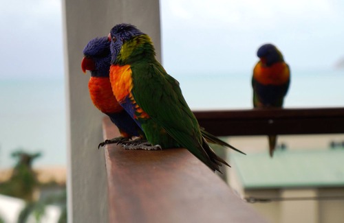 Hideaway Bay House | Lorikeet Lodge-Private Tropical Hideaway-Panoramic views-Pool and mtrs to beach