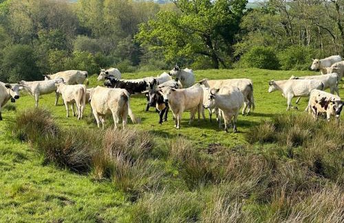 Beaminster House | Luxury 2 Bed Woodland Cottage on Rewilding Estate