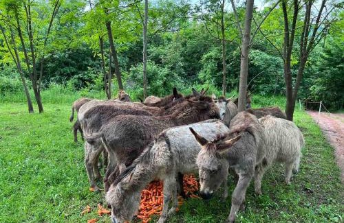 Central Serbia Apartment | Magareće Mleko Eko Farma Sisevac Wellness&Spa