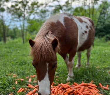 Central Serbia Apartment | Magareće Mleko Eko Farma Sisevac Wellness&Spa