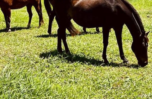 Hawi RV Rental | Mana · Cozy Bell Tent - Mana Site - at Hawi Nani Ranch