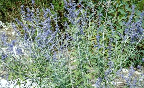 Borgagne House | Masseria Caliani