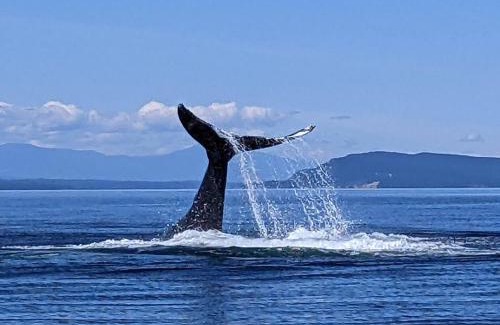 Regional District of Nanaimo House | Nanaimo 2BR Oceanview Suite w/Kitchen & Laundry