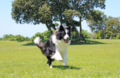 Kamitonda Hotel | Nanki Shirahama Dog Paradise