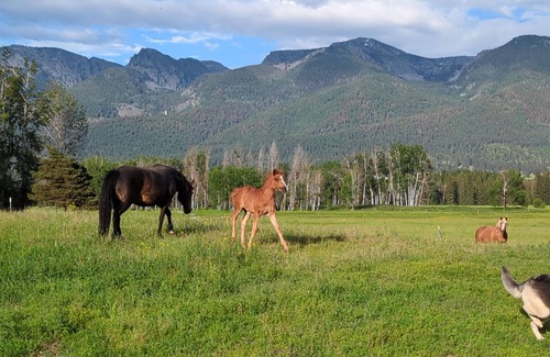 Ronan Cabin | New! Avail 4th of July! 13-person cabin. Hot tub on roof, 15 mins to Flathead Lk