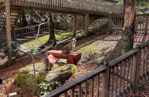 Beech Mountain Cabin | Next to the slopes - pet friendly -sleeps 8- walk to concerts